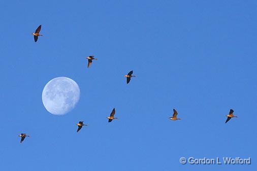 Geese Flying Over The Moon_35930.jpg - Greater White-fronted Goose (Anser albifrons)Photographed along the Gulf coast near Port Lavaca, Texas, USA.